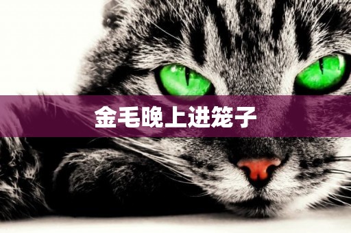金毛晚上進籠子