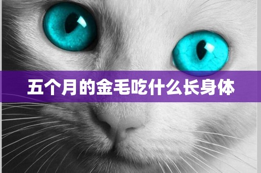 五個月的金毛吃什么長身體