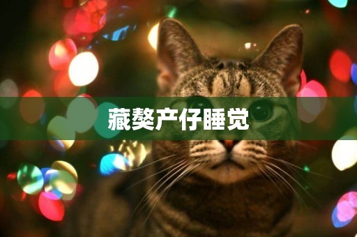 藏獒產仔睡覺