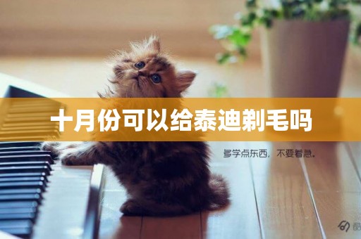 十月份可以給泰迪剃毛嗎