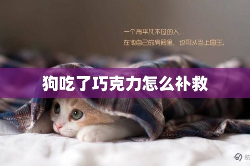 狗吃了巧克力怎么補救