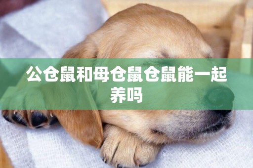 公倉鼠和母倉鼠倉鼠能一起養嗎