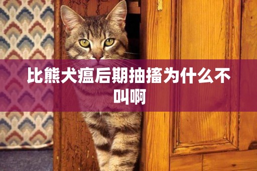 比熊犬瘟后期抽搐為什么不叫啊