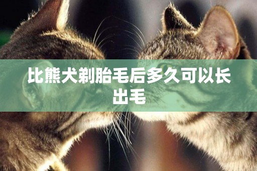 比熊犬剃胎毛后多久可以長出毛