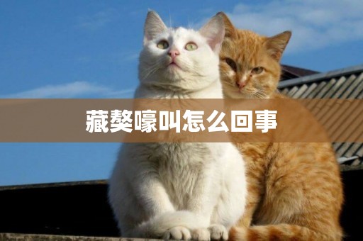 藏獒嚎叫怎么回事