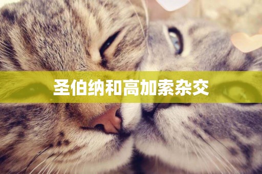 圣伯納和高加索雜交