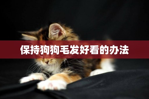 保持狗狗毛發好看的辦法