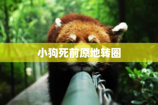 小狗死前原地轉圈