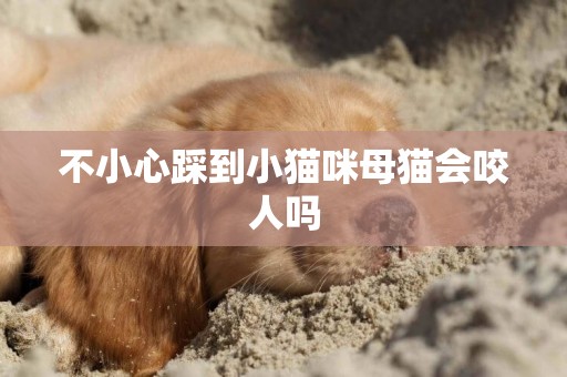 不小心踩到小貓咪母貓會咬人嗎