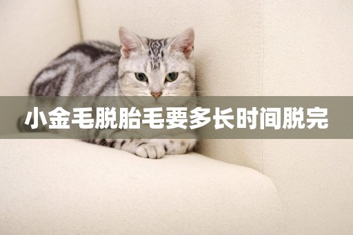 小金毛脫胎毛要多長時間脫完