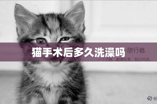 貓手術后多久洗澡嗎