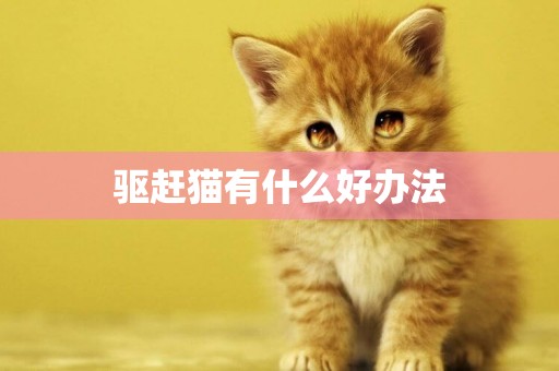 驅趕貓有什么好辦法