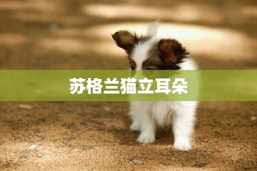 蘇格蘭貓立耳朵