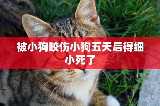 被小狗咬傷小狗五天后得細小死了