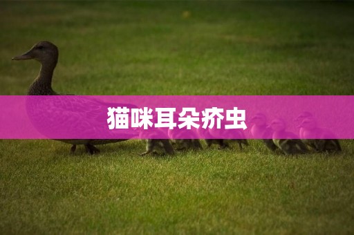 貓咪耳朵疥蟲