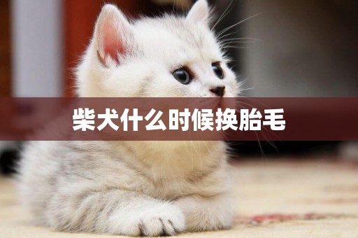 柴犬什么時候換胎毛