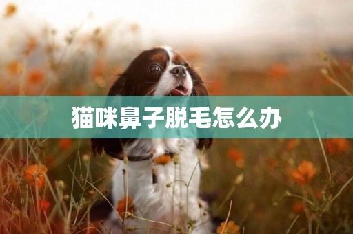 貓咪鼻子脫毛怎么辦