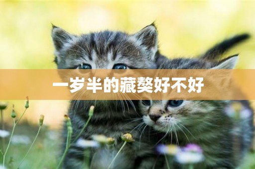 一歲半的藏獒好不好