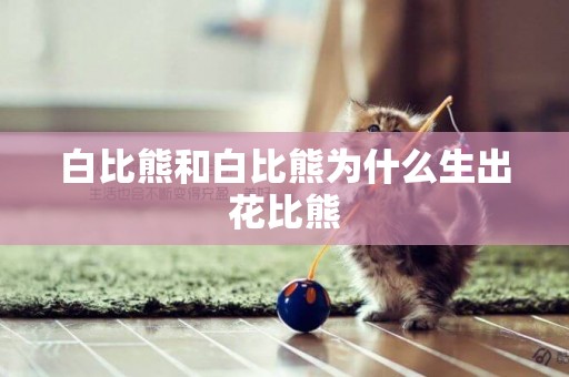 白比熊和白比熊為什么生出花比熊