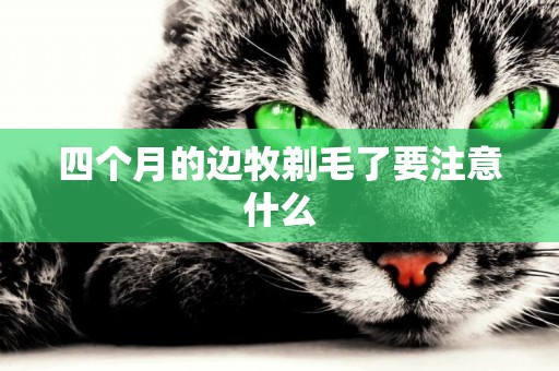四個月的邊牧剃毛了要注意什么
