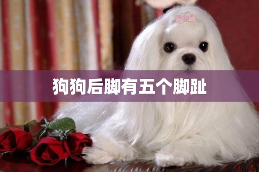 狗狗后腳有五個腳趾
