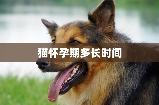 貓懷孕期多長時間