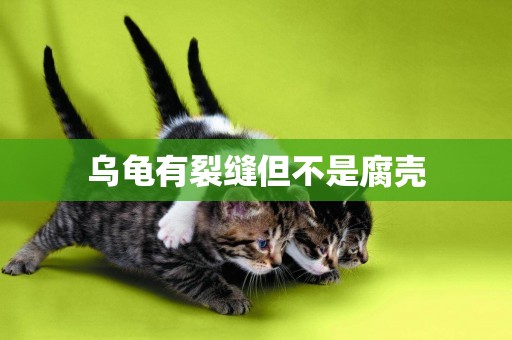 烏龜有裂縫但不是腐殼
