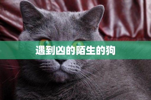 遇到兇的陌生的狗