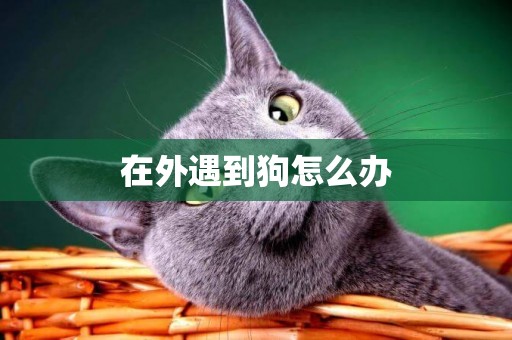 在外遇到狗怎么辦