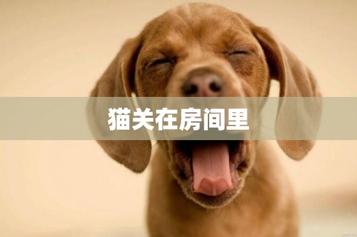 貓關在房間里