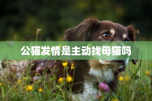 公貓發情是主動找母貓嗎