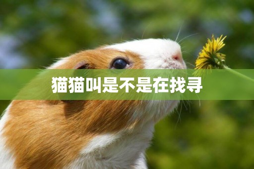 貓貓叫是不是在找尋