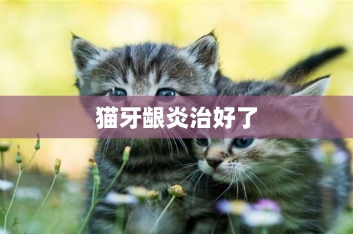貓牙齦炎治好了