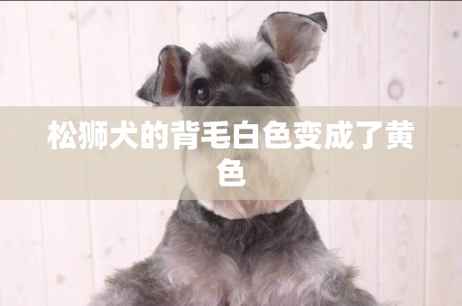 松獅犬的背毛白色變成了黃色