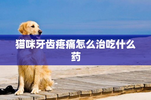 貓咪牙齒疼痛怎么治吃什么藥