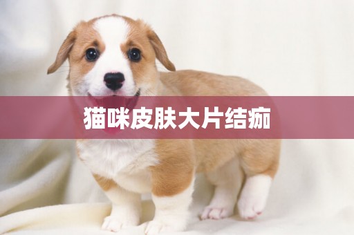 貓咪皮膚大片結痂