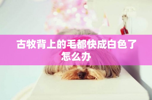古牧背上的毛都快成白色了怎么辦