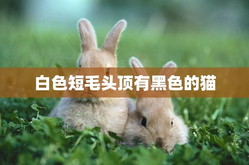 白色短毛頭頂有黑色的貓