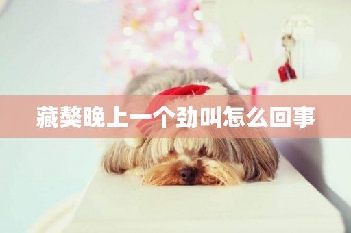 藏獒晚上一個勁叫怎么回事