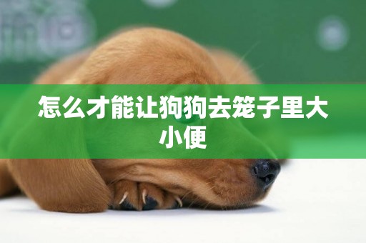 怎么才能讓狗狗去籠子里大小便