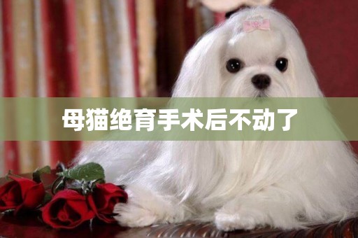 母貓絕育手術后不動了