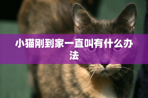 小貓剛到家一直叫有什么辦法