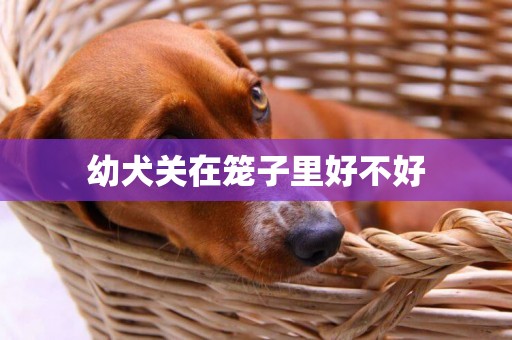 幼犬關在籠子里好不好