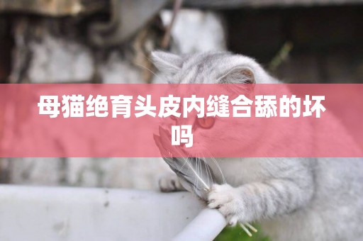 母貓絕育頭皮內縫合舔的壞嗎