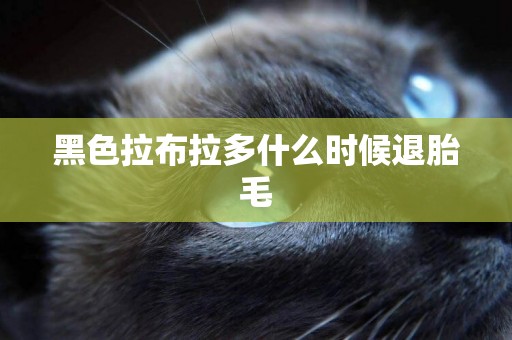 黑色拉布拉多什么時候退胎毛