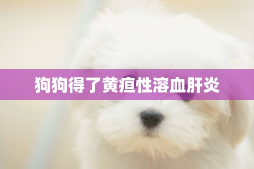 狗狗得了黃疸性溶血肝炎