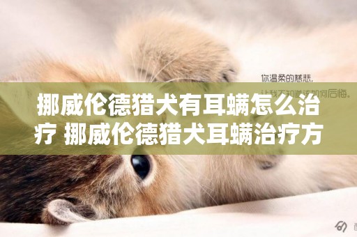 挪威倫德獵犬有耳螨怎么治療 挪威倫德獵犬耳螨治療方法