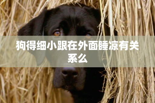 狗得細小跟在外面睡涼有關系么