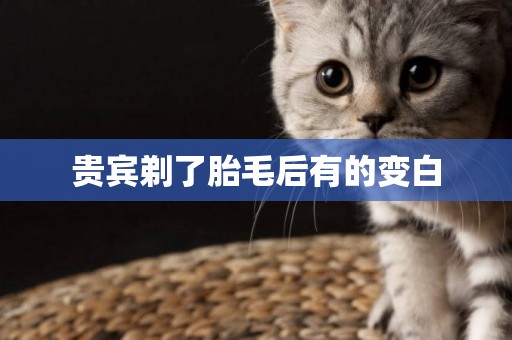 貴賓剃了胎毛后有的變白