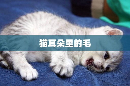 貓耳朵里的毛